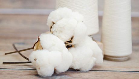 الیاف پنبه
