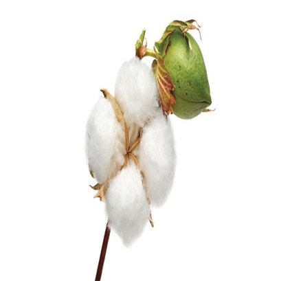 الیاف پنبه تاجیک CPT سرخس