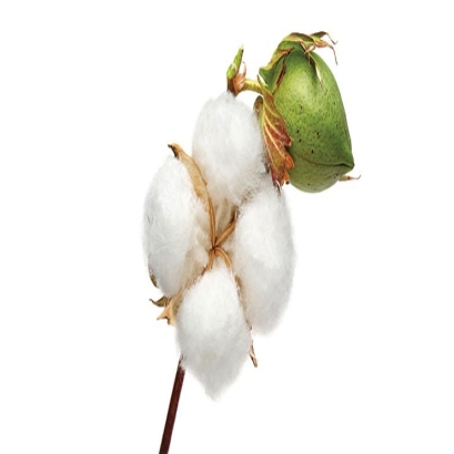 الیاف پنبه تاجیک